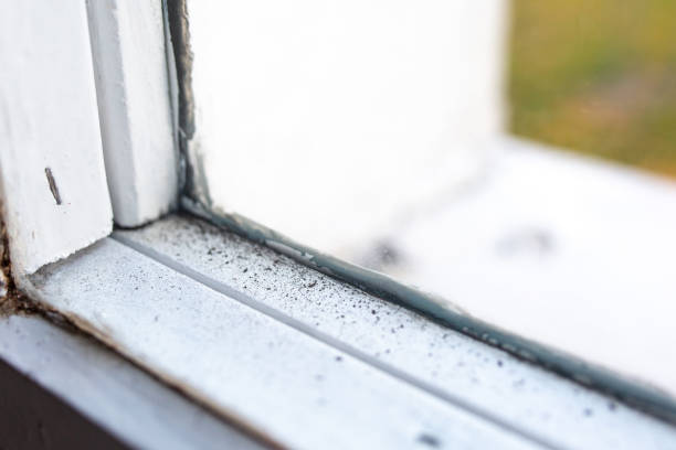 Best Water Damage & Mold Remediation  in Ridgefield Park, NJ