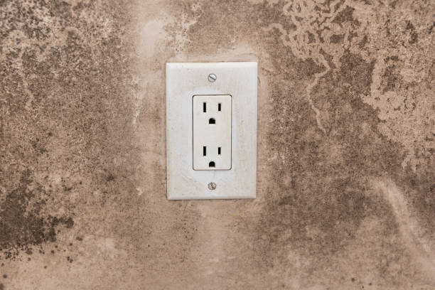 Best Black Mold Removal  in Ridgefield Park, NJ
