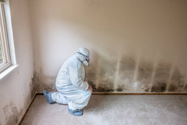 Trusted Ridgefield Park, NJ Mold Removal Experts