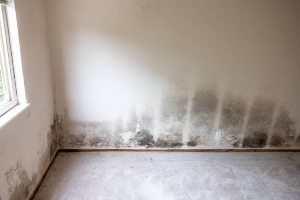 Best HVAC Mold Inspection and Cleaning  in Ridgefield Park, NJ