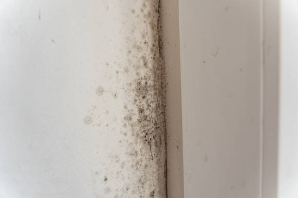 Best Forensic Mold Investigation  in Ridgefield Park, NJ